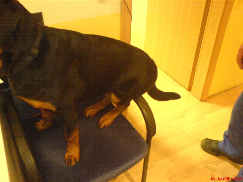 Hund2 (Medium).JPG